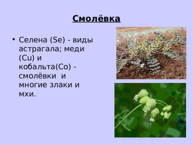 Смолёвка Селена (Se) - виды астрагала; меди (Cu) и кобальта (Co) - смолёвки и многие злаки и мхи. 