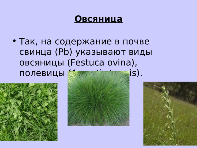 Овсяница Так, на содержание в почве свинца (Pb) указывают виды овсяницы (Festuca ovina), полевицы (Agrostis tenuis) .  