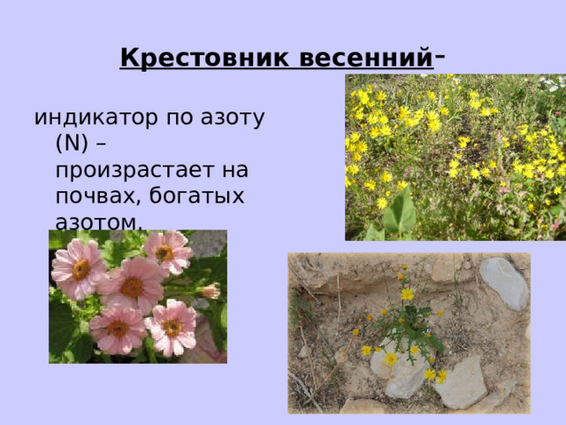 Крестовник весенний - индикатор по азоту (N) – произрастает на почвах, богатых азотом. 