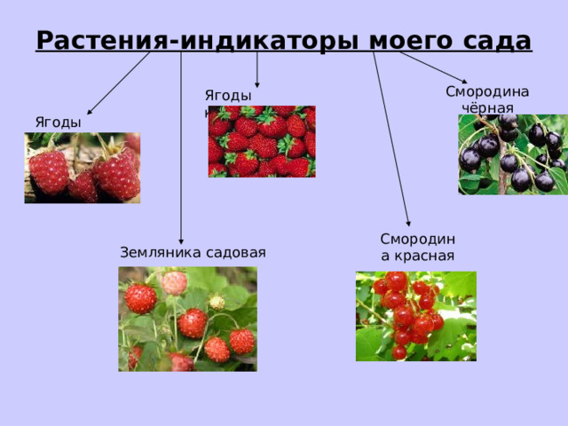 Растения-индикаторы моего сада Смородина чёрная Ягоды клубники Ягоды малины Смородина красная Земляника садовая 