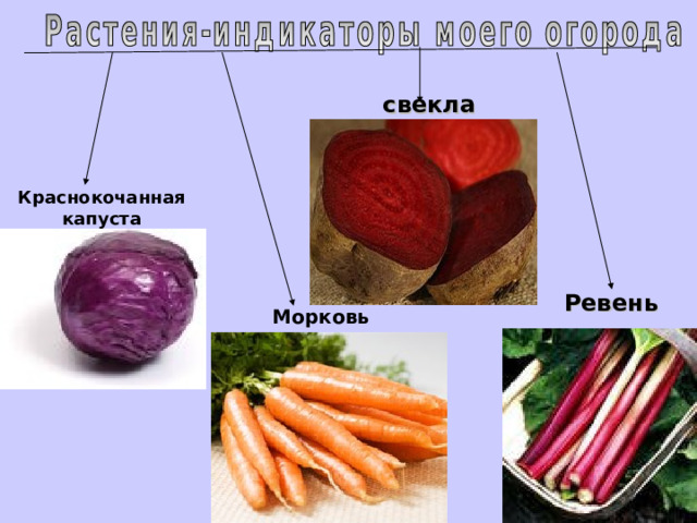 свекла Краснокочанная капуста Ревень Морковь 