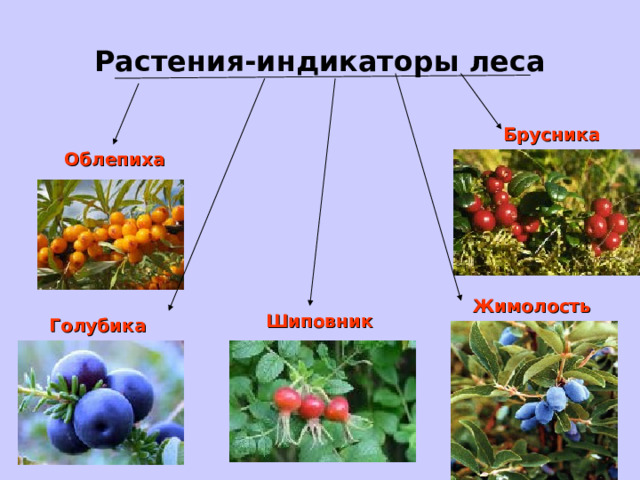 Растения-индикаторы леса Брусника Облепиха Жимолость Шиповник Голубика 
