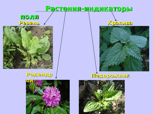  Растения-индикаторы поля Ревень Крапива Родендрон Подорожник 