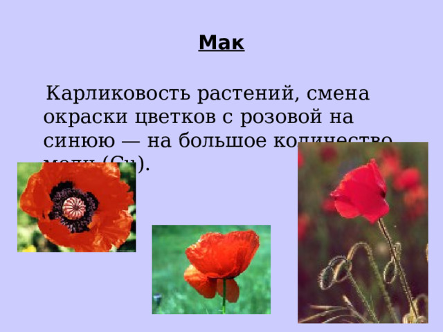 Мак  Карликовость растений, смена окраски цветков с розовой на синюю — на большое количество меди (Cu) . 