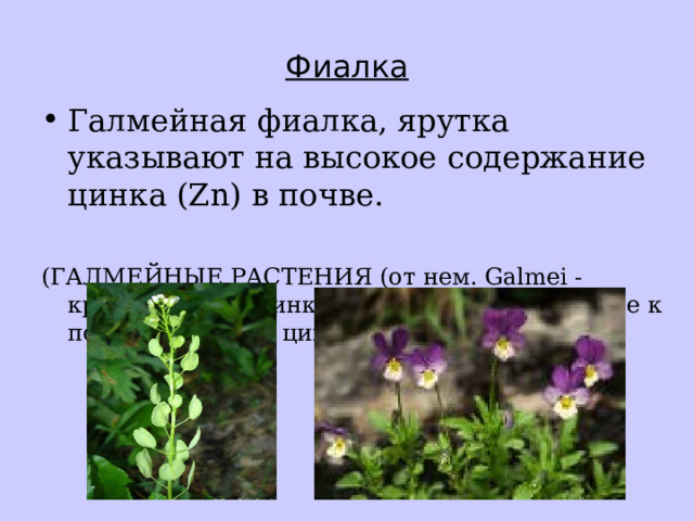 Фиалка Галмейная фиалка, ярутка указывают на высокое содержание цинка (Zn) в почве.  (ГАЛМЕЙНЫЕ РАСТЕНИЯ (от нем. Galmei - кремнекислый цинк)  растения, приуроченные к почвам, богатым  цинком) 