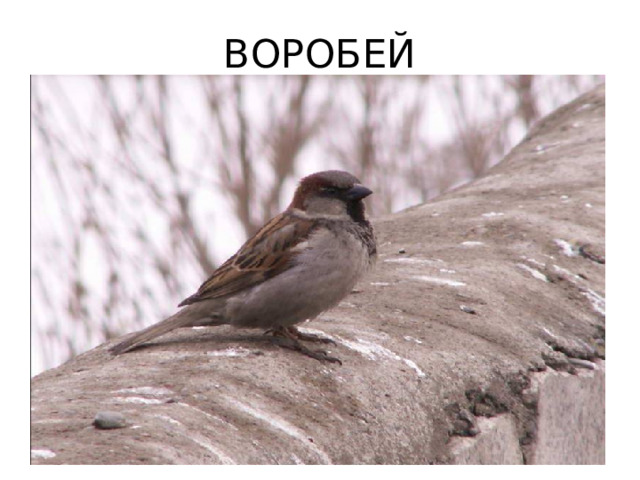 ВОРОБЕЙ 