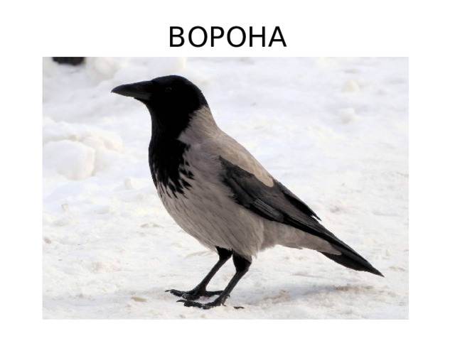 ВОРОНА 