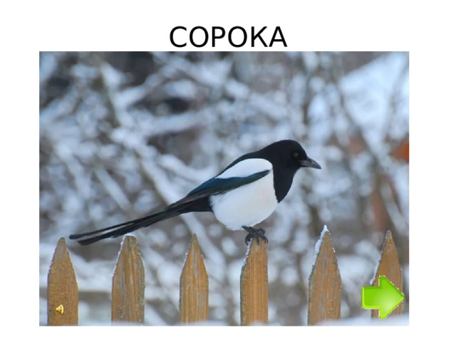 СОРОКА 