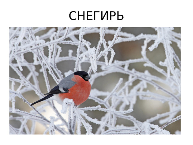 СНЕГИРЬ 