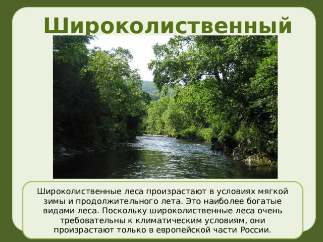 Широколиственный лес Широколиственные леса произрастают в условиях мягкой зимы и продолжительного лета. Это наиболее богатые видами леса. Поскольку широколиственные леса очень требовательны к климатическим условиям, они произрастают только в европейской части России. 