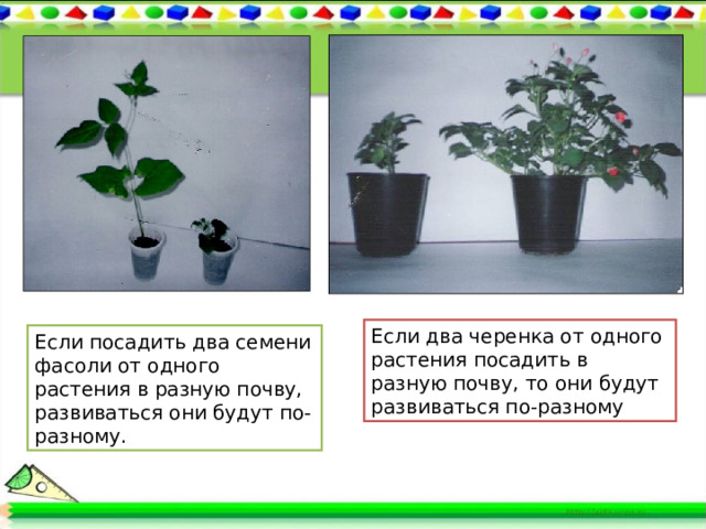 Если два черенка от одного растения посадить в разную почву, то они будут развиваться по-разному Если посадить два семени фасоли от одного растения в разную почву, развиваться они будут по-разному. 