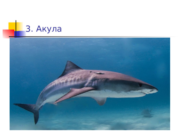 3. Акула 