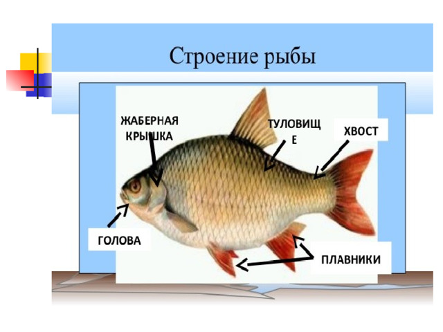 Схема рыбы окружающий мир