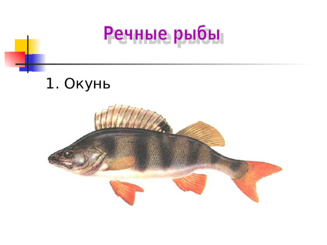 1. Окунь 