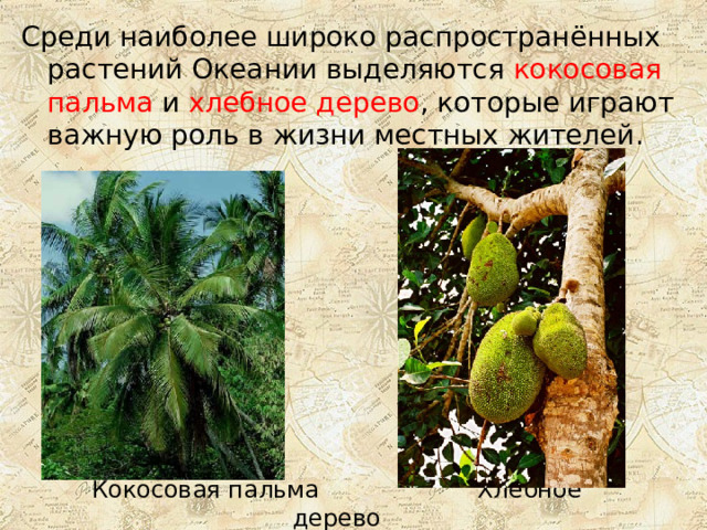 Среди наиболее широко распространённых растений Океании выделяются кокосовая пальма и хлебное дерево , которые играют важную роль в жизни местных жителей. Кокосовая пальма Хлебное дерево 