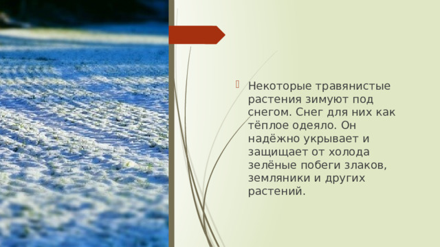 Некоторые травянистые растения зимуют под снегом. Снег для них как тёплое одеяло. Он надёжно укрывает и защищает от холода зелёные побеги злаков, земляники и других растений. 