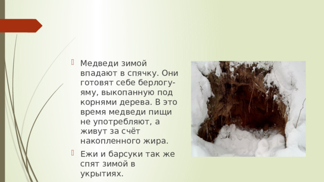 Медведи зимой впадают в спячку. Они готовят себе берлогу- яму, выкопанную под корнями дерева. В это время медведи пищи не употребляют, а живут за счёт накопленного жира. Ежи и барсуки так же спят зимой в укрытиях. 