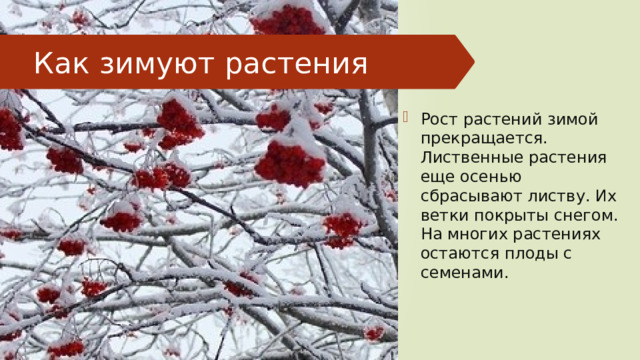 Как зимуют растения Рост растений зимой прекращается. Лиственные растения еще осенью сбрасывают листву. Их ветки покрыты снегом. На многих растениях остаются плоды с семенами. 