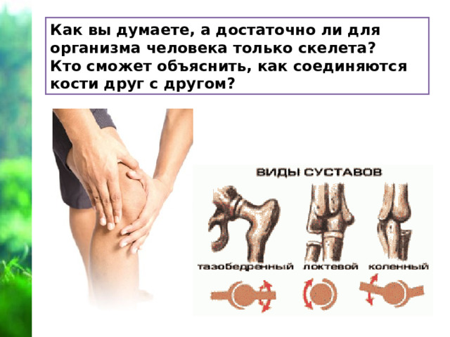 Как вы думаете, а достаточно ли для организма человека только скелета?  Кто сможет объяснить, как соединяются кости друг с другом?  Кости соединены между собой. Там, где им не надо двигаться, например, в черепе, между ними образуется неподвижное хрящевое соединение. В подвижных органах, таких как рука, палец, кости соединены подвижно. Такое соединение называется  суставом.  