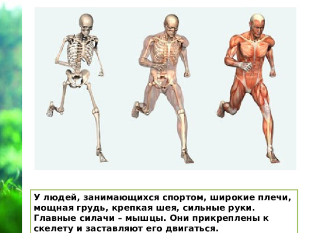 Схема опорно двигательной системы человека. Скелет. Опорно-двигательная система человека раскраска.