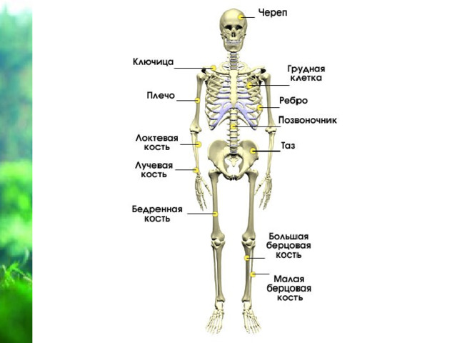   В скелете различают более 200 различных костей.  