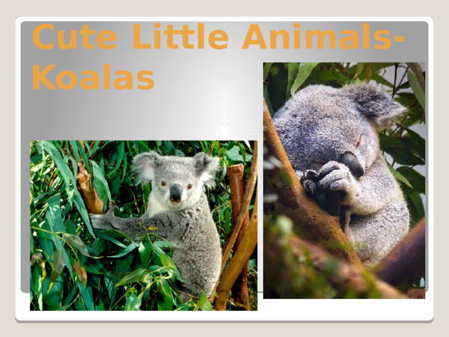Cute Little Animals- Koalas 