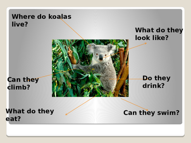 Where do koalas live? What do they look like? Do they drink? Can they climb? What do they eat? Can they swim? 