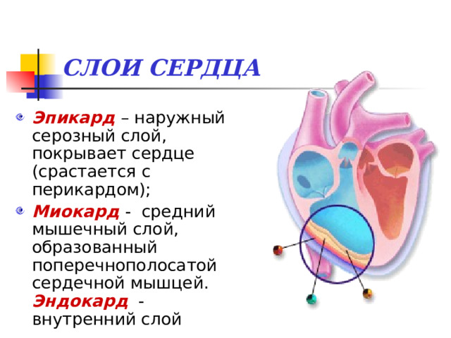 СЛОИ СЕРДЦА Эпикард – наружный серозный слой, покрывает сердце (срастается с перикардом); Миокард  - средний мышечный слой, образованный поперечнополосатой сердечной мышцей. Эндокард - внутренний слой 