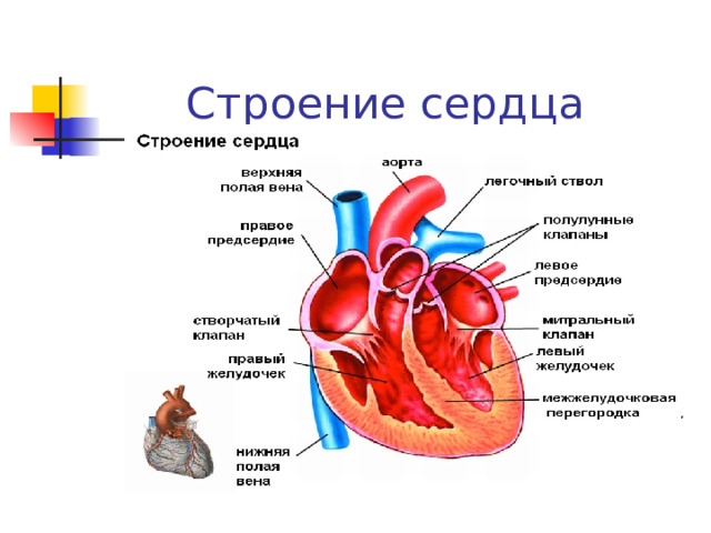 Строение сердца  Представляет собой полый мышечный орган, разделенный на четыре полости (камеры) :  - два тонкостенных предсердий и два толстостенных желудочков, расположенных снизу.  Между ними находится по створчатому клапану. Четырехкамерное сердце (2 предсердия + 2 желудочка) 