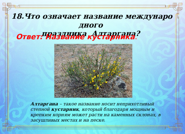 18.Что означает название международного  праздника  Алтаргана? Ответ: Название кустарника . Алтаргана  – такое название носит неприхотливый степной  кустарник , который благодаря мощным и крепким корням может расти на каменных склонах, в засушливых местах и на песке. 