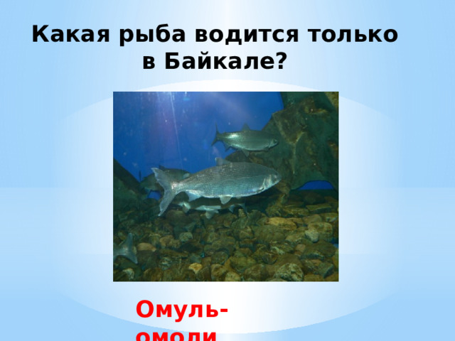 Какая рыба водится только в Байкале? Омуль-омоли 