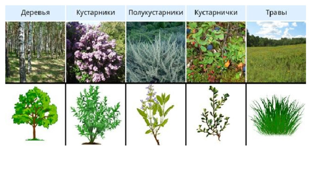 Названия жизненных форм растений