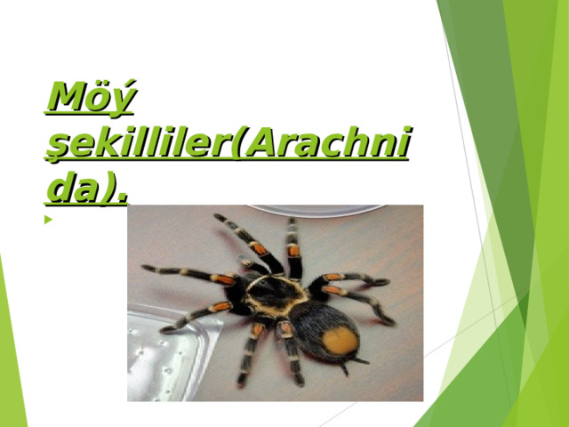  Möý şekilliler( Arachnida ).   