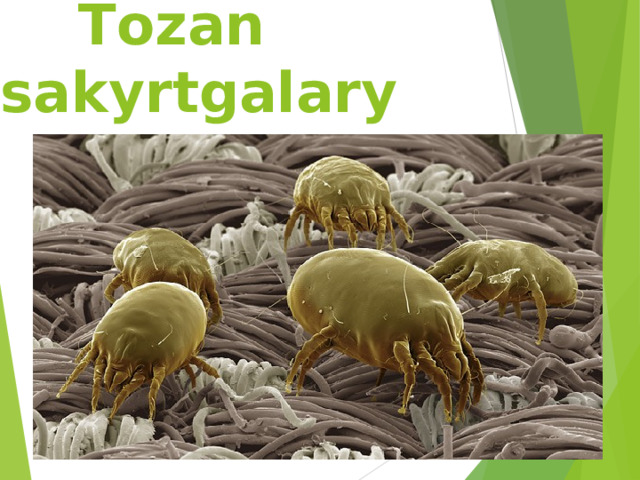  Tozan sakyrtgalary 