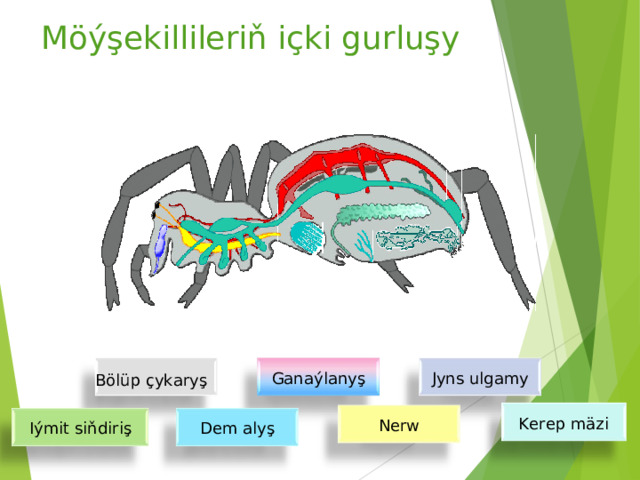 Möýşekillileriň içki gurluşy Jyns ulgamy Ganaýlanyş Bölüp çykaryş Nerw Dem alyş Iýmit siňdiriş Kerep mäzi 