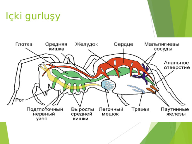 Içki gurluşy 