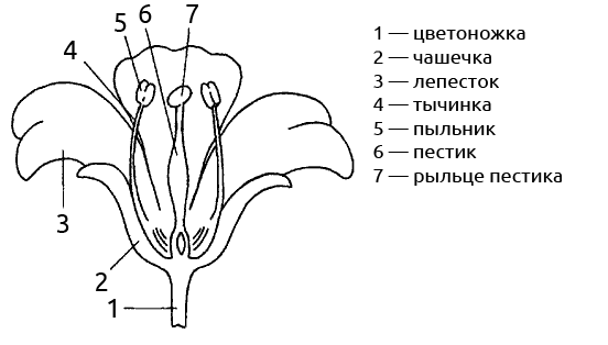 Соцветие яблони рисунок