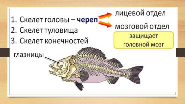 .  Скелет головы  –  череп , имеет  лицевой и мозговой отделы .  Мозговой отдел  защищает головной мозг,  лицевой   – содержит подвижные челюсти, жаберные дуги и жаберные крышки. Верхняя и нижняя челюсти служат для захвата и удержания добычи. Нижняя челюсть  подвижна , как у всех позвоночных животных. Глаза рыб погружены в глубокие округлые впадины черепа –  глазницы , защищающие их от повреждения. У хищных рыб на костях челюстей  есть зубы .  