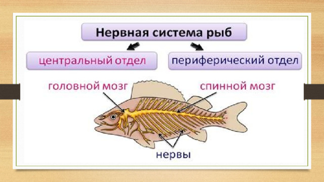 Функции отделов рыб. Органы нервной системы у рыб. Костные рыбы строение нервной системы. Нервная система рыб 7 класс. Центральная нервная система рыб.