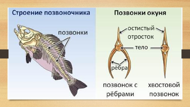 Скелет туловища  –  позвоночник , состоит из  двух отделов – туловищного и хвостового . Позвоночник состоит из  позвонков , которые имеют сходное строение и соединяются друг с другом подвижно. Основу каждого позвонка составляет  тело . От тела отходят  верхние дуги , которые соединяются и образуют  остистый отросток и позвоночный канал , в котором проходит спинной мозг. В туловищном отделе к позвонкам прикрепляются  рёбра . В хвостовом отделе рёбер нет, и каждый позвонок имеет  нижние дуги , которые смыкаются и образуют нижний остистый отросток.  