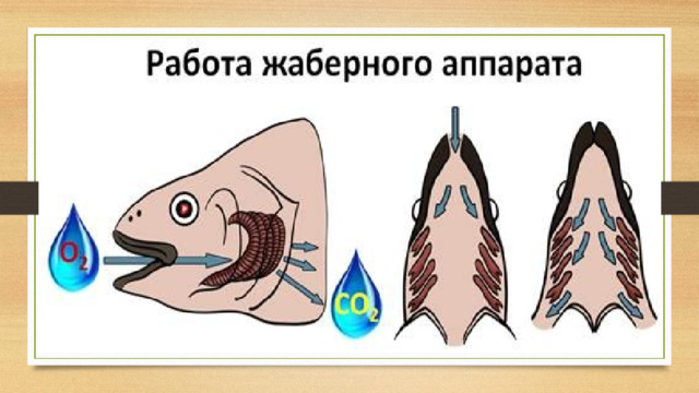 Рыбы дышат растворённым в воде  кислородом . Он вместе с водой поступает в рот. Затем в глотку, в стенках которой есть жаберные щели. Вода, проходя через жабры, омывает их. Здесь происходит  газообмен , далее вода с углекислым газом выходит наружу. У рыб, плавающих с высокими скоростями, например у акул, рот постоянно открыт, и ток воды омывает жабры тем интенсивнее, чем быстрее акула плывёт.  