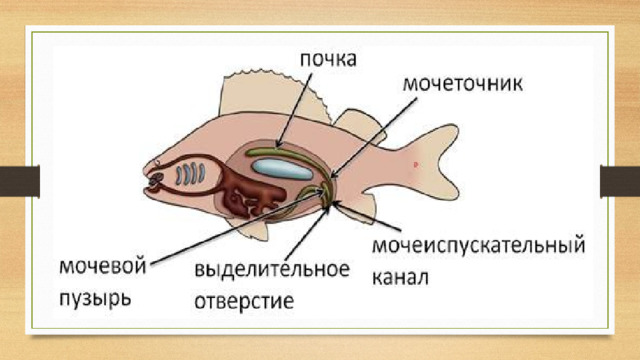 Выделительная система  представлена парными туловищными  почками , расположенными в спинной части полости тела. От каждой почки отходит канал –  мочеточник . Оба мочеточника сливаются в непарный мешковидный  мочевой пузырь . От него отходит  мочеиспускательный канал , открывающийся наружу выделительным отверстием.  Продуктом выделения пресноводных рыб является  аммиак , морских –  мочевина .  