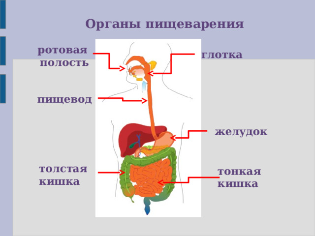 Органы пищеварения ротовая  полость глотка пищевод желудок толстая кишка тонкая кишка 