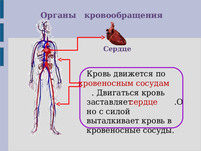 Органы кровообращения Сердце Кровь движется по  . Двигаться кровь заставляет .Оно с силой выталкивает кровь в кровеносные сосуды. кровеносным сосудам сердце 