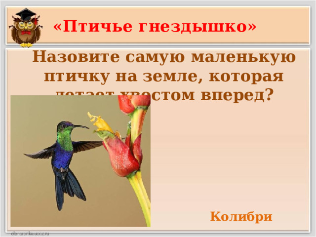 «Птичье гнездышко» Назовите самую маленькую птичку на земле, которая летает хвостом вперед? Колибри 