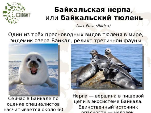 Байкальская нерпа ,  или байкальский тюлень   (лат.Pusa sibirica)     Один из трёх пресноводных видов тюленя в мире, эндемик озера Байкал, реликт третичной фауны Нерпа — вершина в пищевой цепи в экосистеме Байкала. Единственный источник опасности — человек. Сейчас в Байкале по оценке специалистов насчитывается около 60 тысяч нерп. 