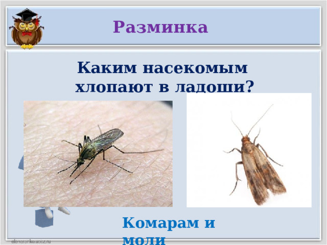 Разминка Каким насекомым  хлопают в ладоши? Комарам и моли  