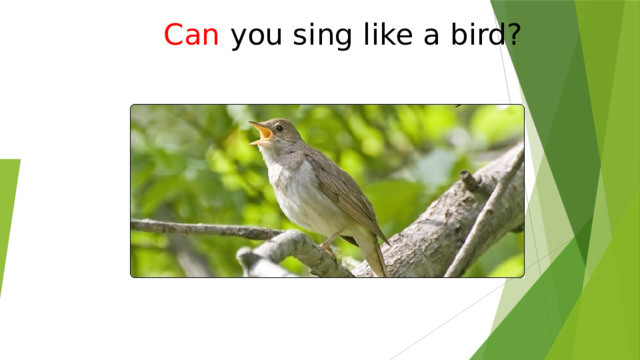Can  you sing like a bird? 