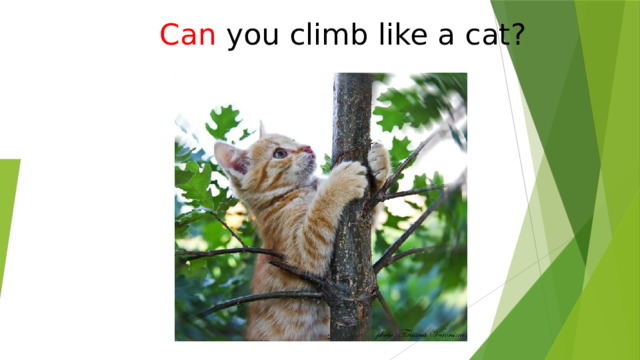Can  you climb like a cat? 