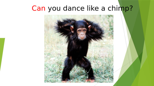 Can  you dance like a chimp? 